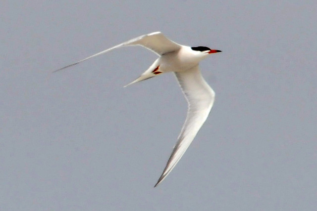 common tern flying