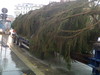 Der Weihnachtsbaumtransport für den Rathausplatz