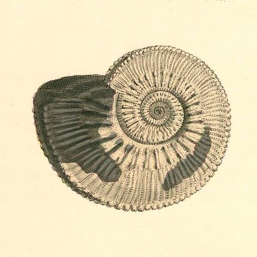 coloured engravings of shells