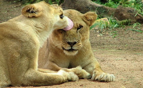 Lady lions