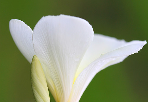 White Plumeria by janruss.