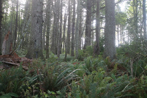 Cape Perpetua Forest