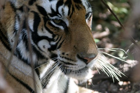 the white-whiskered tigress!