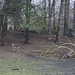 Grazing Deer