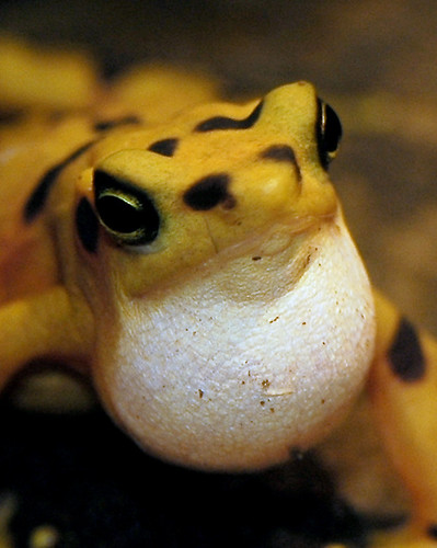  Panamanian Golden Frog 