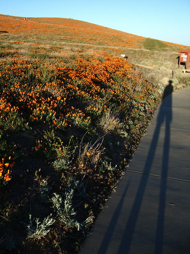 california poppy reserve. Shadows lengthen on the trail at the California Poppy Reserve.