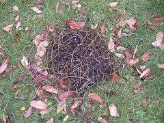 fallen nest?
