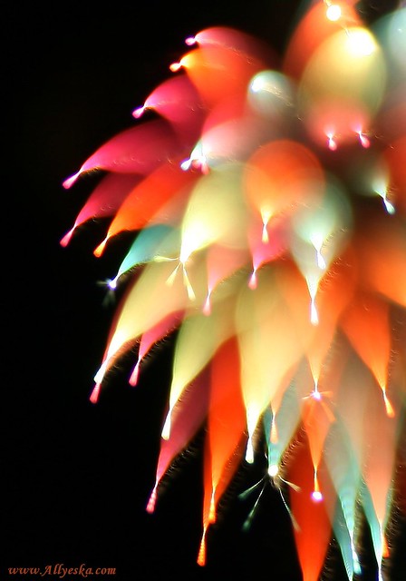 Australia Day - fireworks