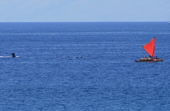 More whale watching on the Hina