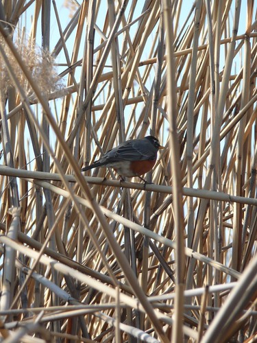 Robin in the Reeds!