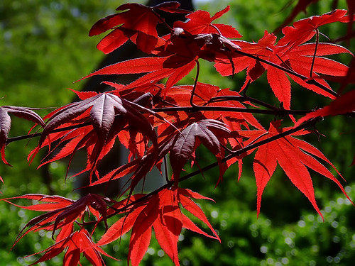 Missouri Botanical ("Shaw's") Garden, in Saint Louis, Missouri, USA - Bloodgood maple