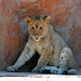 Lion cub Nyack