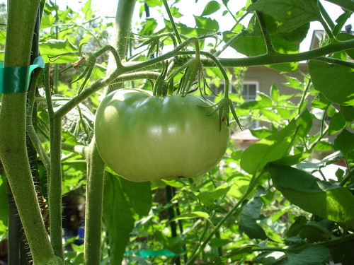 Hillbilly tomato