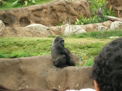 Mommy gorilla