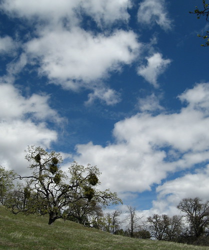 Oaks and sky