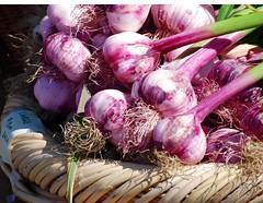 organic purple garlic at the farmers market
