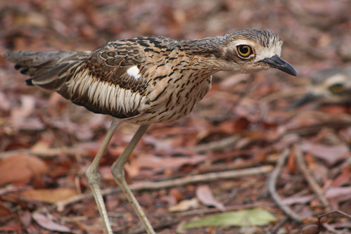 curlew2 010