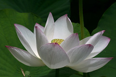 Beautiful Lotus - Explored par crafty1tutu (Ann)