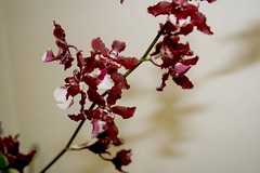 Judi's orchid