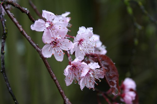 snow on blossoms 2