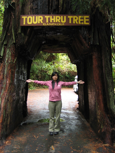 Tour Thru Tree in Klammath, CA