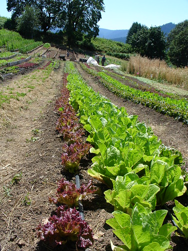 Organic Agriculture at the divine mountains of Oregon por billybuck.