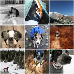 Dogs that Inspire
