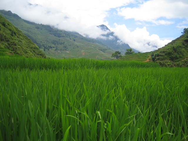 rice padi field and mountain view