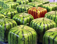 square-watermelons.jpg