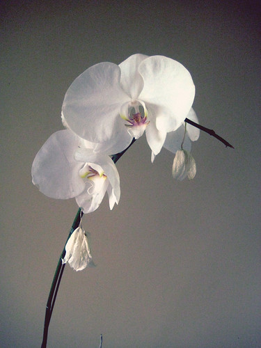 White Karuna Orchid