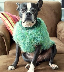 Oreo Posing in his St. Patricks Day Sweater
