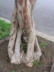 Crepe Myrtle Art in Cooper-Young
