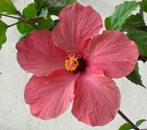 Hibiscus at home. by alopez2006