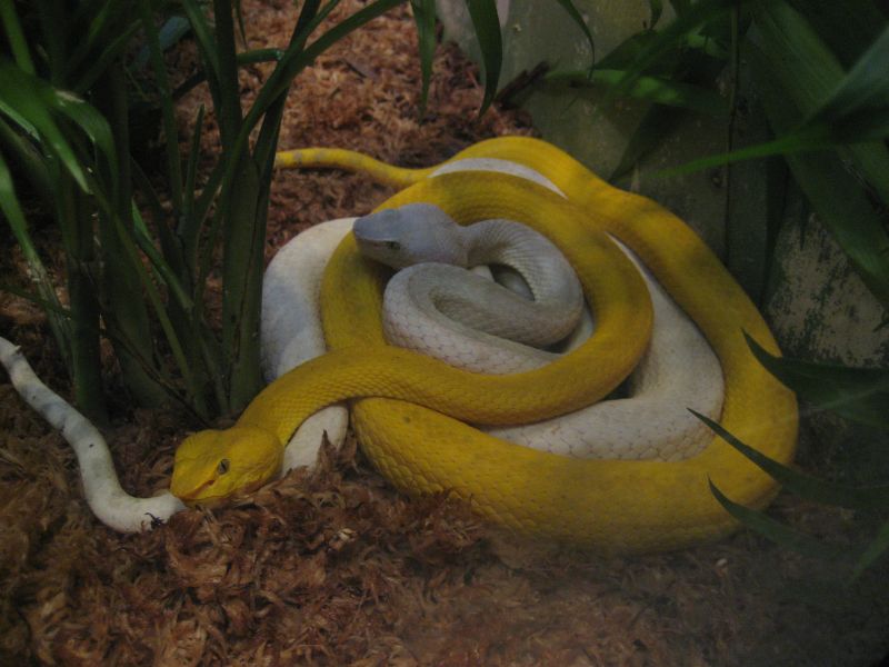 pile 'o snakes