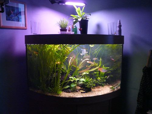 goldfish tank decorations. you want an aquarium.