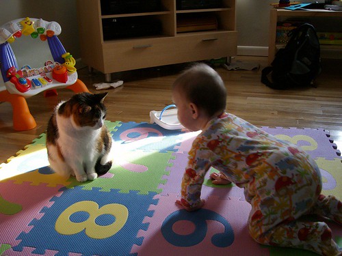 baby vs. cat 2