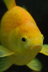 Vic the Goldfish