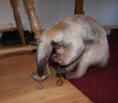 Anteater sips a martini