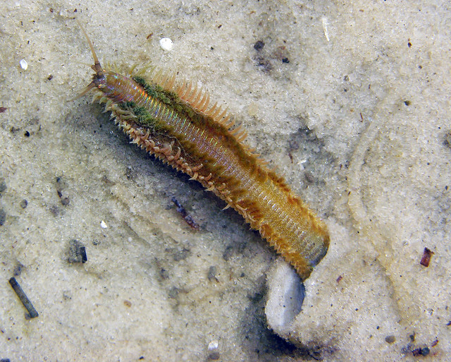 Plumed worm (Diopatra cuprea, Onuphiidae), Seahorse Key, FL