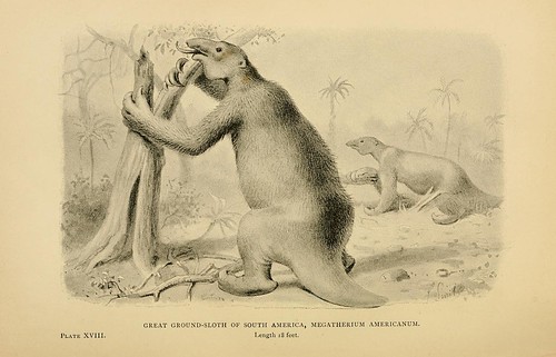 Great Ground-Sloth of South America, Megatherium americanum