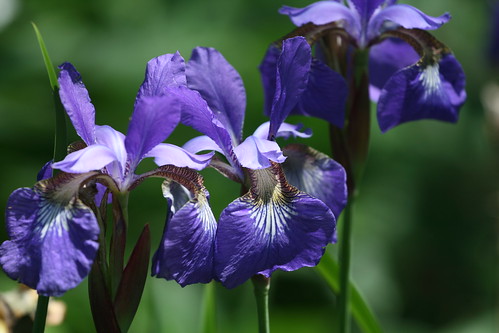 Siberian iris 'Caesar's Brother'