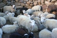Isla del Sol - Moutons au bercail