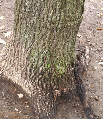 tortured tree