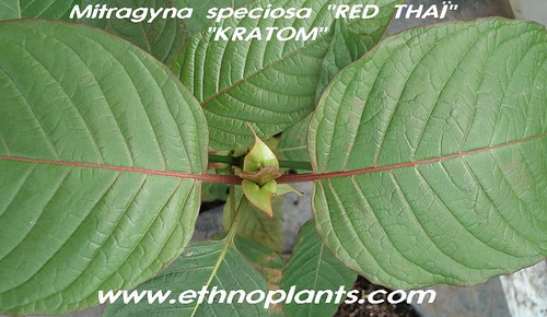 mitragyna speciosa  mitra specio red_thai04 picture photo bild