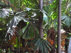 Rainforest at South Bank IMG_9787