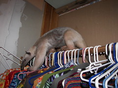 Helping organize the closet