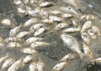 Fish starvation in the Gulf of Mexico due to hypoxia