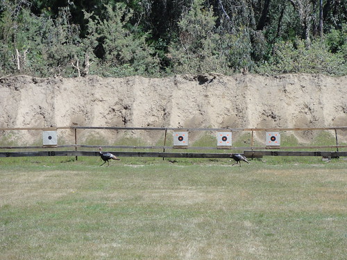 Seize fire sicne 2 turkeys walked into the range during firing period