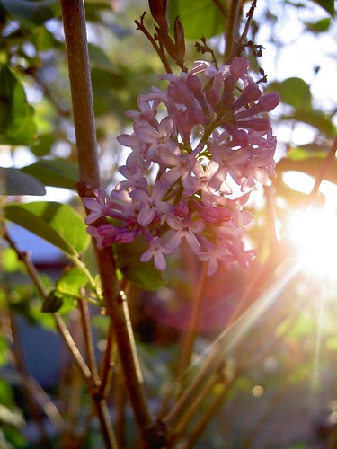 Last of the lilacs