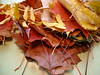 michelle's leaves